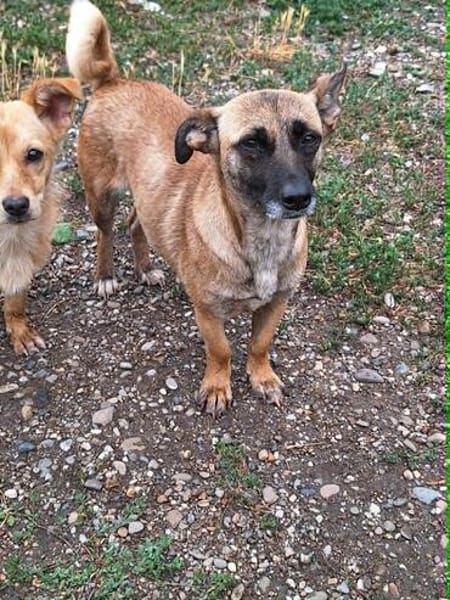 Bekka, kleine Hündin sucht 4ever home