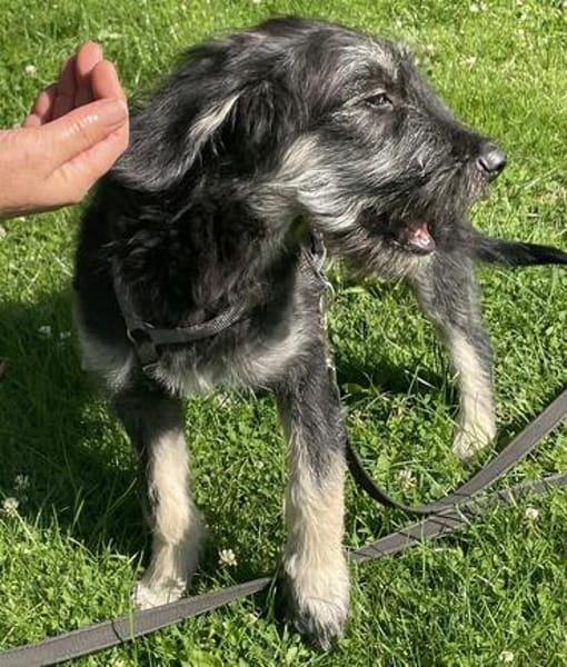 Levi - der neugierig selbstbewusste Terrier-Mix