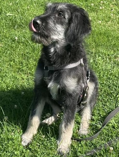 Levi - der neugierig selbstbewusste Terrier-Mix