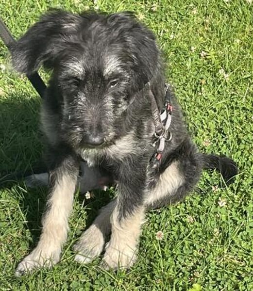 Levi - der neugierig selbstbewusste Terrier-Mix