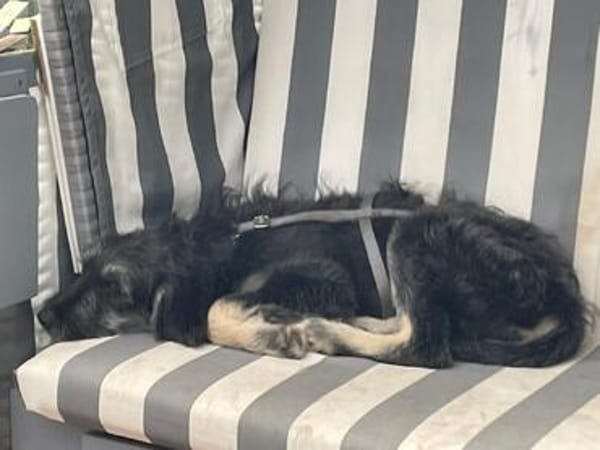 Levi - der neugierig selbstbewusste Terrier-Mix