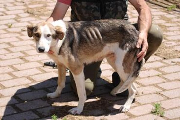 Cini - liebenswert u. anhänglich