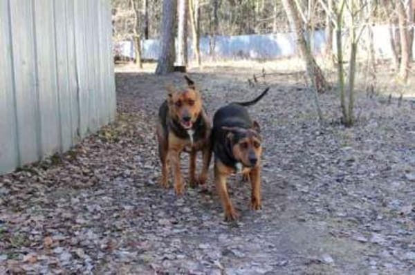 Coco tolle Familienhündin