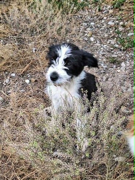 Jimmy, ein Welpe sucht sein 4ever home