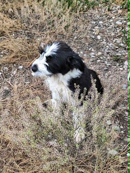 Jimmy, ein Welpe sucht sein 4ever home