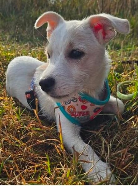 Copito ein fröhlicher Welpe
