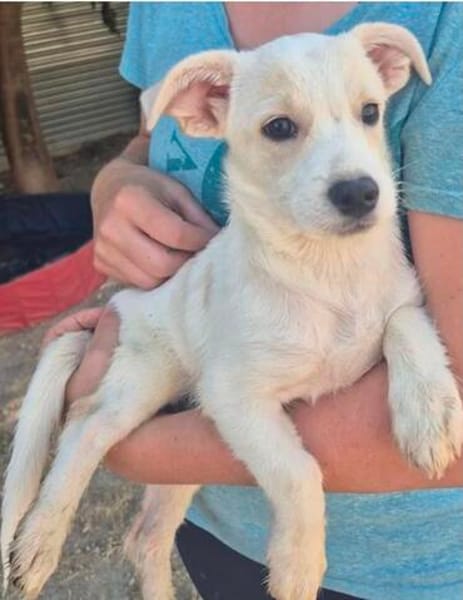 Copito ein fröhlicher Welpe