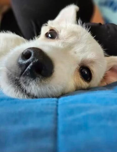 Copito ein fröhlicher Welpe