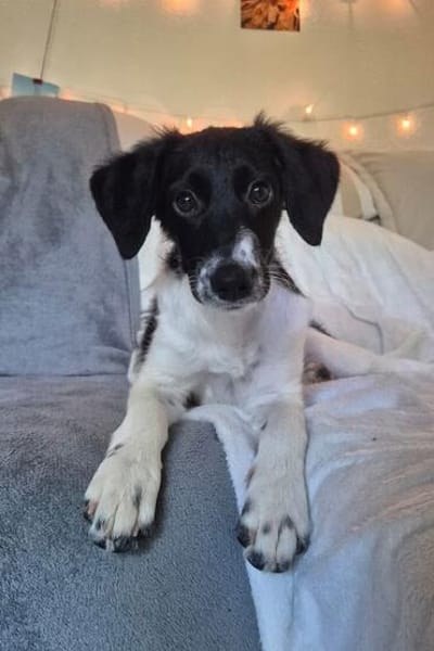 Süße♥Suki♥ wartet in 32130 Enger auf ihre Für-Immer-Menschen