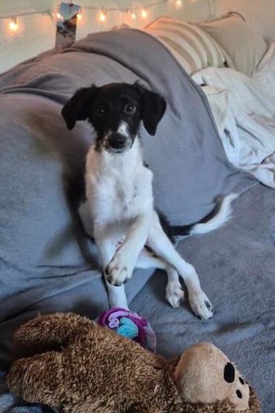 Süße♥Suki♥ wartet in 32130 Enger auf ihre Für-Immer-Menschen