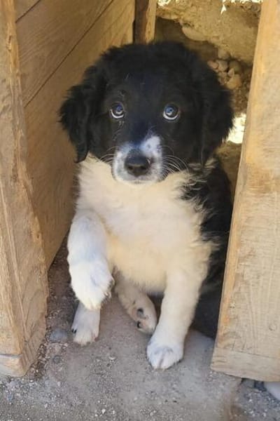 Süße♥Suki♥ wartet in 32130 Enger auf ihre Für-Immer-Menschen