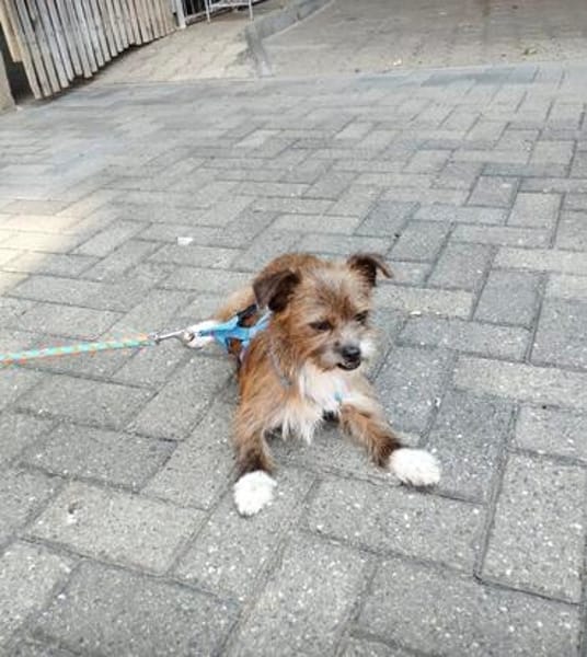 Matilda: kleiner Sonnenschein sucht DICH