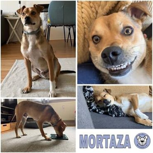 MORTAZA ° kleiner Sonnenschein