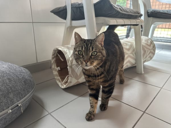 MINETTE  (Tigré)