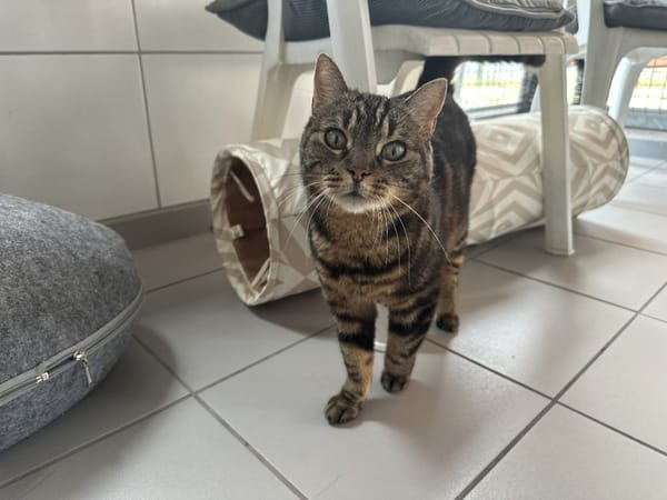 MINETTE  (Tigré)