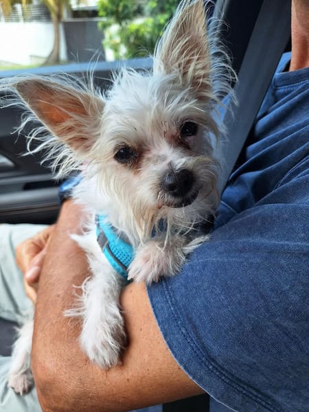 Molly, la jolie mini