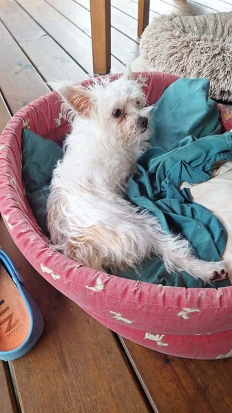 Molly, la jolie mini