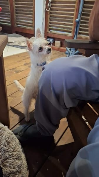 Molly, la jolie mini