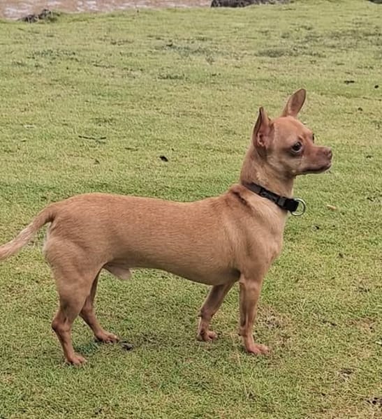 COCO, le roi des pinschers créoles