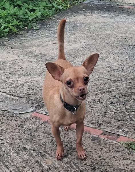 COCO, le roi des pinschers créoles