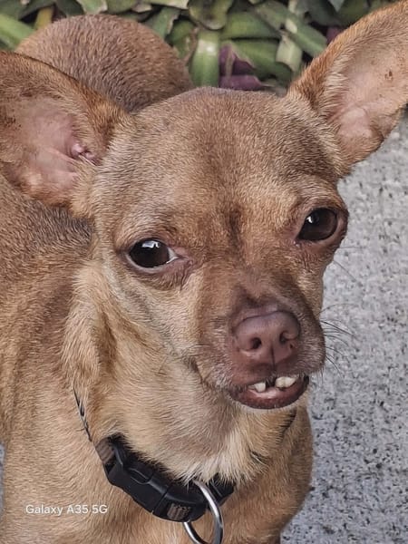 COCO, le roi des pinschers créoles