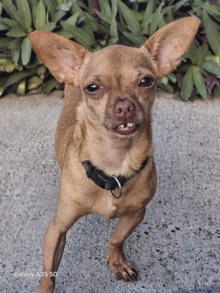 COCO, le roi des pinschers créoles