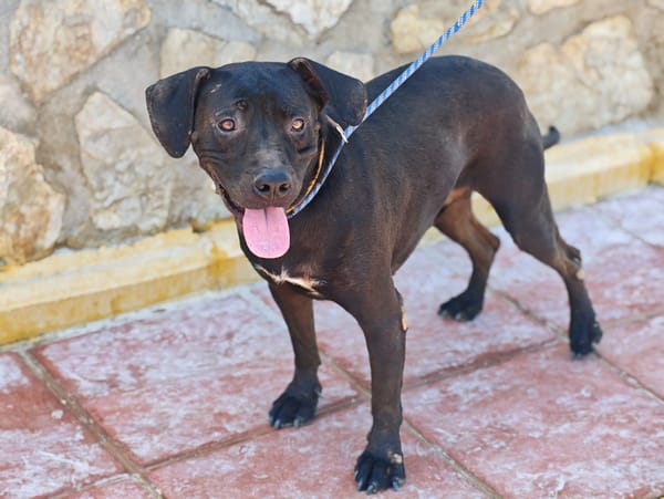 MORFEO (AIMAR)
