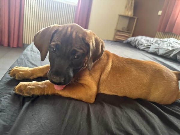 Banjo, notre trésor