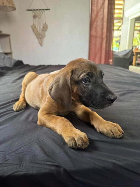 Banjo, notre trésor