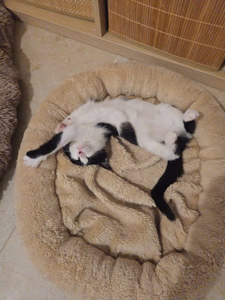 BELLA°