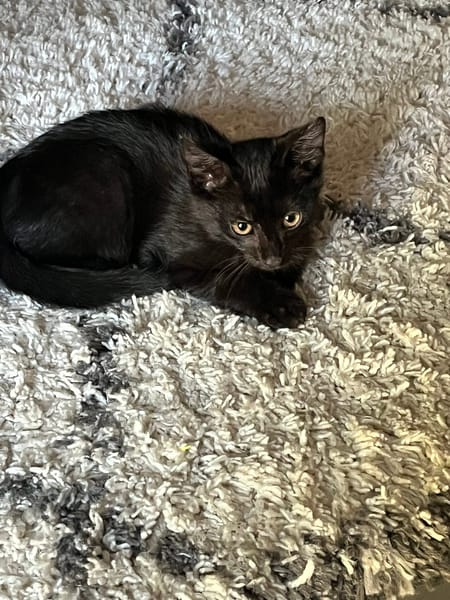 BLACKY