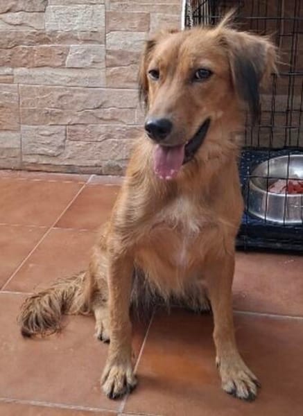 liebe Lassie, ca. 46 cm hoch