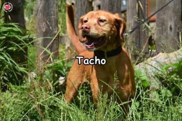 TACHO