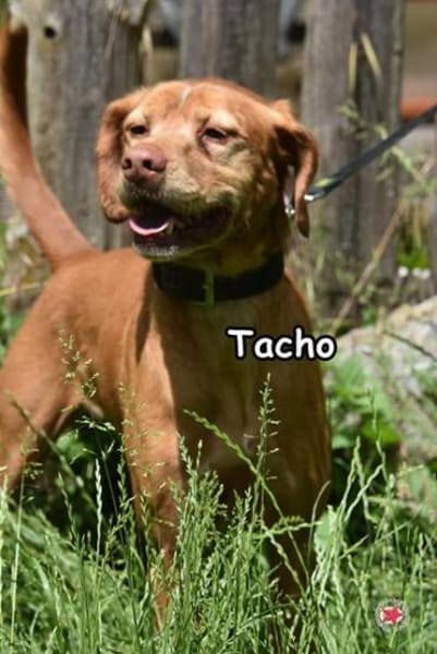 TACHO