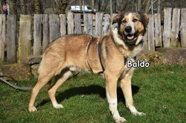 BALDO