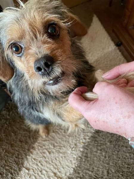 Notfell CHARLIE sucht neues Zuhause