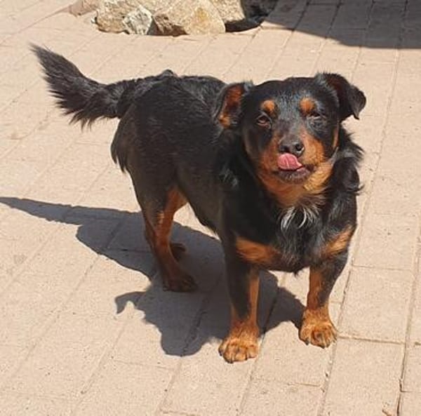 Aaron - Der Terrier ist Programm