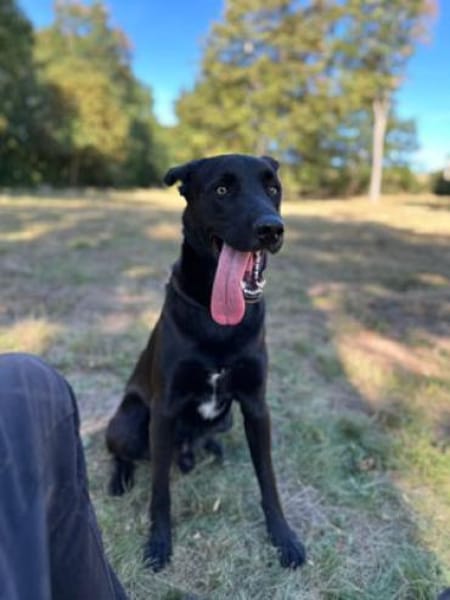 Zeus - junger, wilder sucht aktive Familie