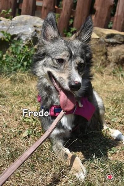 FRODO