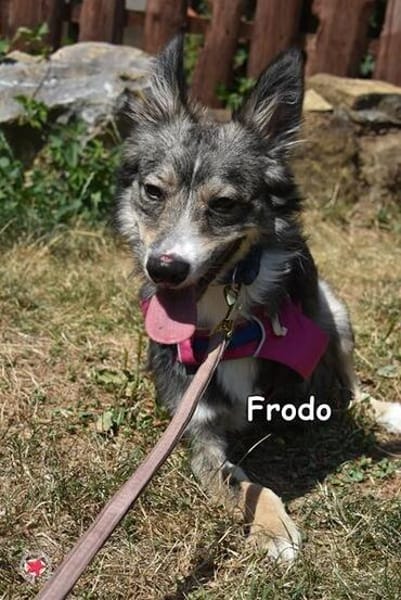 FRODO
