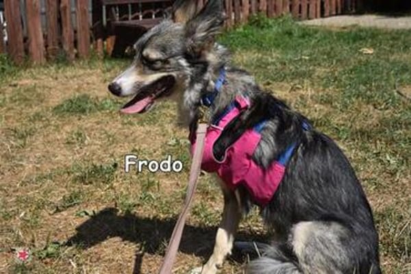 FRODO