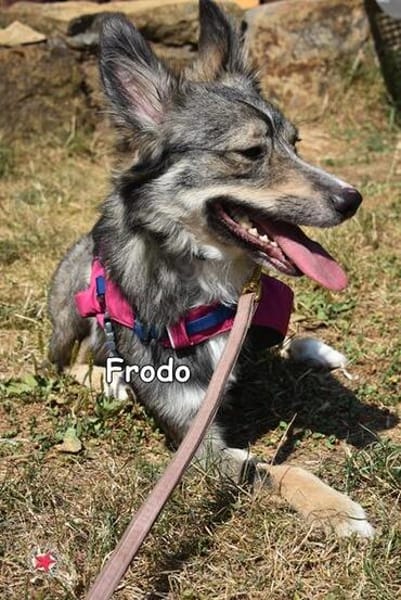 FRODO