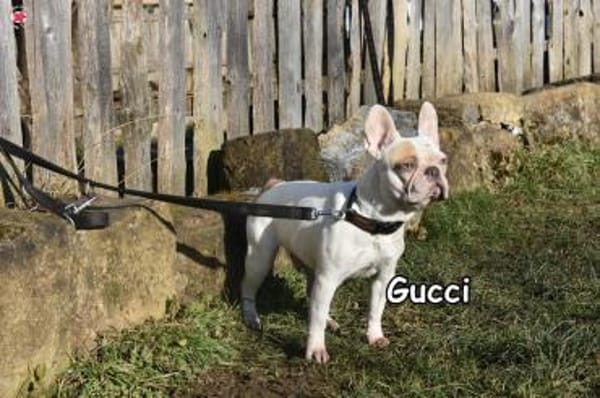 GUCCI