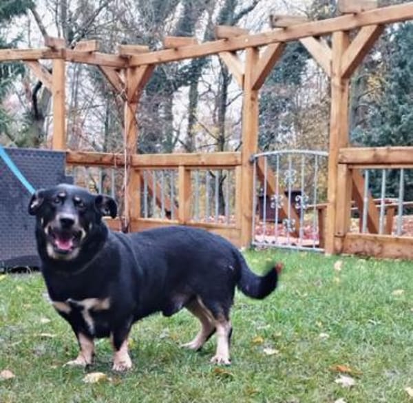 Bonte - Schäferhund im kleinen Körper
