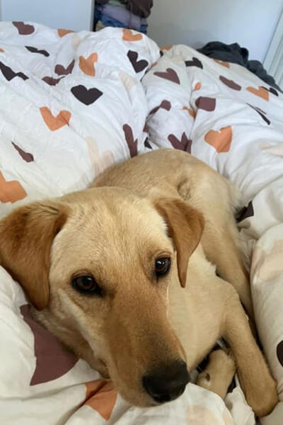Nelio 💗 wartet in 01640 Coswig auf deinen Besuch