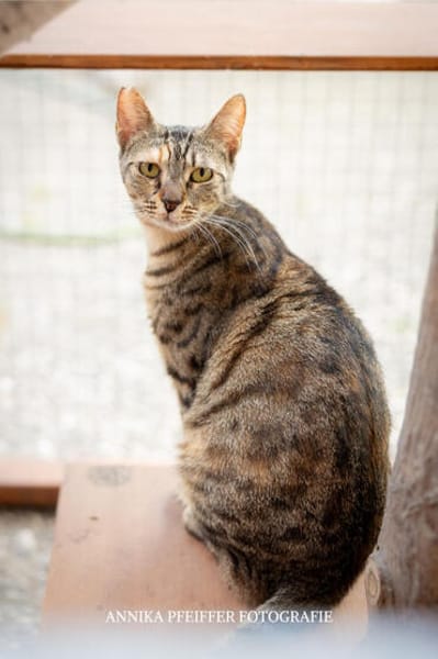 Agnes, fröhliches Tigermädchen, ca. 1 Jahr