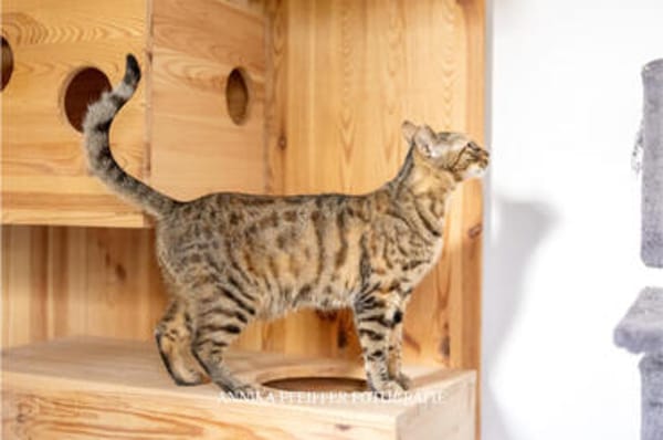 Agnes, fröhliches Tigermädchen, ca. 1 Jahr