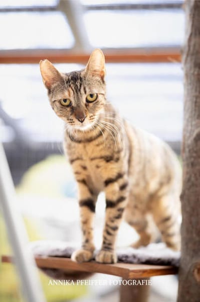 Agnes, fröhliches Tigermädchen, ca. 1 Jahr
