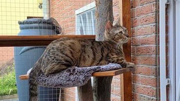Agnes, fröhliches Tigermädchen, ca. 1 Jahr