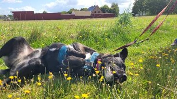 aktiver OREO sucht erfahrene Menschen